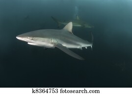 Nosy shark Nosy shark