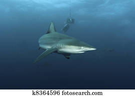 Shark behavior Shark behavior