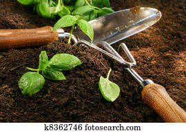 Sprigs of basil cut from the garden Sprigs of basil cut from the garden