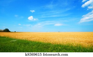 Wheat field
