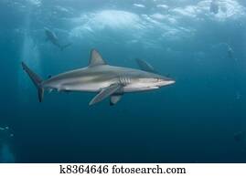 מחוספס, מים