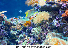 colorido, recife coral