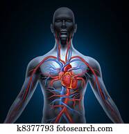 emberi szív, keringés