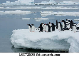 Penguins on the ice.