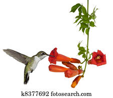 ruby throated hummingbird sips nectar from a trumpet vine ruby throated hummingbird sips nectar from a trumpet vine