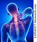אנטומיה, של, זכר, כאב של צוואר, ב, כחול