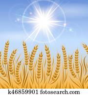 Field of wheat landscape background