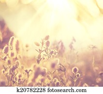Flowers meadow Flowers meadow