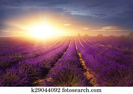 Lavender field