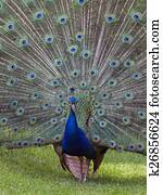 Peacock Peacock
