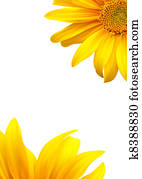 Sunflower template background Sunflower template background