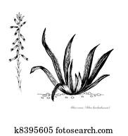 Aloe vera Aloe vera