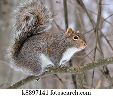 Gray Squirrel Gray Squirrel