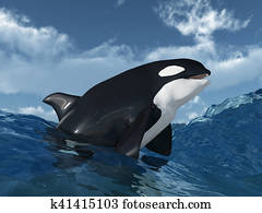 Killer whale Killer whale