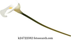 LILY LILY