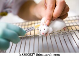 Vaccine test on laboratory mouse, injection Vaccine test on laboratory mouse, injection