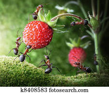 equipe, de, formigas, colheita, morango selvagem, agricultura, trabalho equipe