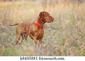 hunting dog hunting dog