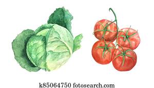 Watercolor cabage and tomato vintage botanical illustration Watercolor cabage and tomato vintage botanical illustration