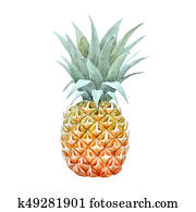 Watercolor pineapple fruit Watercolor pineapple fruit