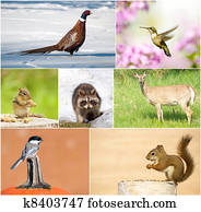 Wildlife collage. Wildlife collage.