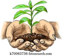 young plant with ground in hands. Palms holding a sprout in sketch style isolated on white background young plant with ground in hands. Palms holding a sprout in sketch style isolated on white background