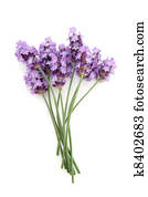 אזובין, עשב, פרוח, פוסי