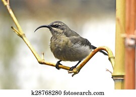 Bronze Sunbird (Nectarinia kilimensis)