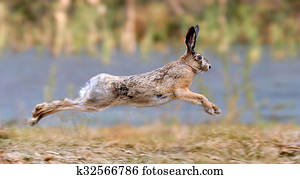 Hare Hare