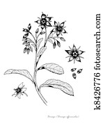 Borage Borage