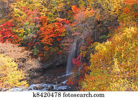  colorful  leaves in Gully  Matsukawa
