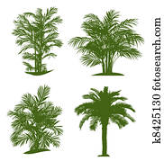Palm tree Palm tree