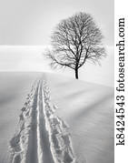 Ski track and tree
