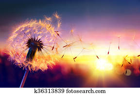 Dandelion To Sunset Dandelion To Sunset