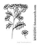 Feverfew Feverfew