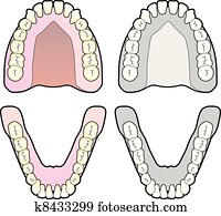 Tooth Chart