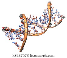 די.אנ.אי, מולקולה