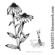 כונאפלווואר