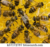 abeja de reina, y, abejas