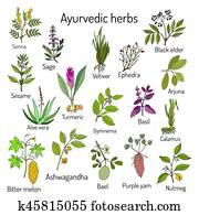 Ayurvedic herbs, natural botanical set Ayurvedic herbs, natural botanical set