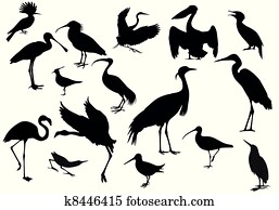birds birds