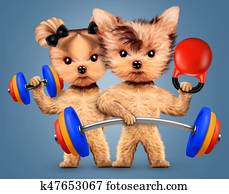 Funny dogs training with barbell and dumbbell Funny dogs training with barbell and dumbbell
