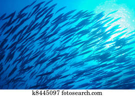 School of Fish, Underwater School of Fish, Underwater