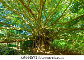 Tree of Life, Amazing Banyan Tree Tree of Life, Amazing Banyan Tree