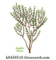 English Thyme Herb English Thyme Herb