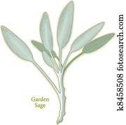 Garden Sage Herb Garden Sage Herb
