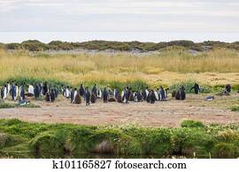 King penguins