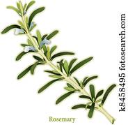 Rosemary Herb Rosemary Herb