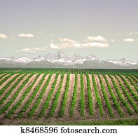 Farm Farm