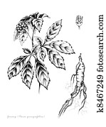 Ginseng Ginseng